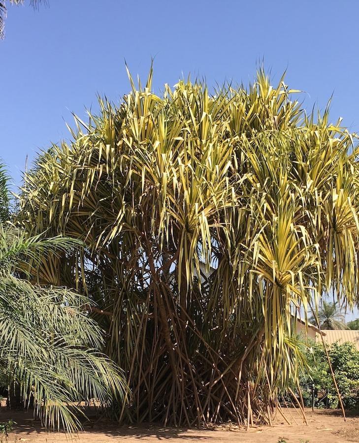 Les Maisons De Marco Senegal - B&B Cap Skirring Buitenkant foto